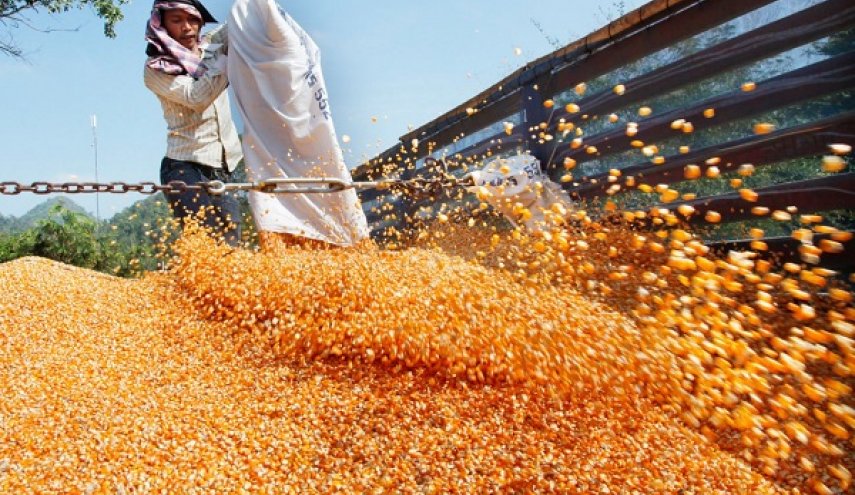 تنظیم بازار با صادرات ۳۰۰ هزار تن ذرت مازاد به عراق